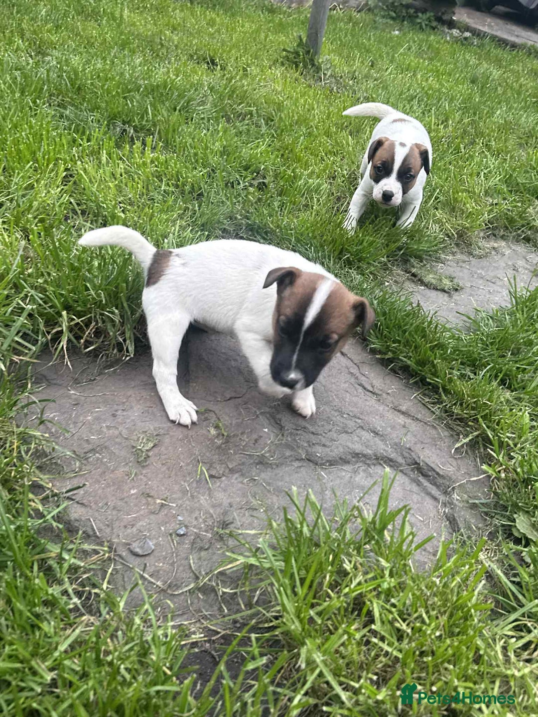 Jack Russell dogs for sale: Two lovely male Jack russel puppies  - Image 2