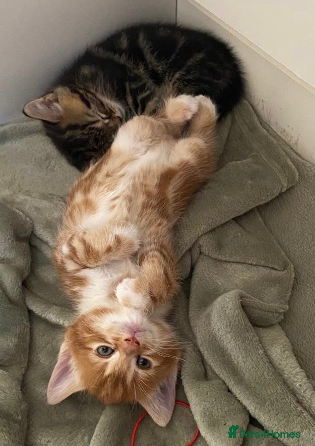 Mixed Breed cats for sale: Cutest kittens 👀🏡❤️ - Advert 5