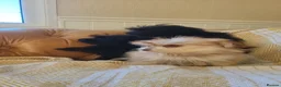 Mixed Breed dogs for sale: Pomskpoos - Advert 15