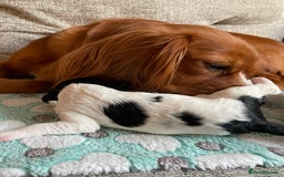 Cavapoo dogs for sale: BEAUTIFUL Toy Cavapoos! - Image 16