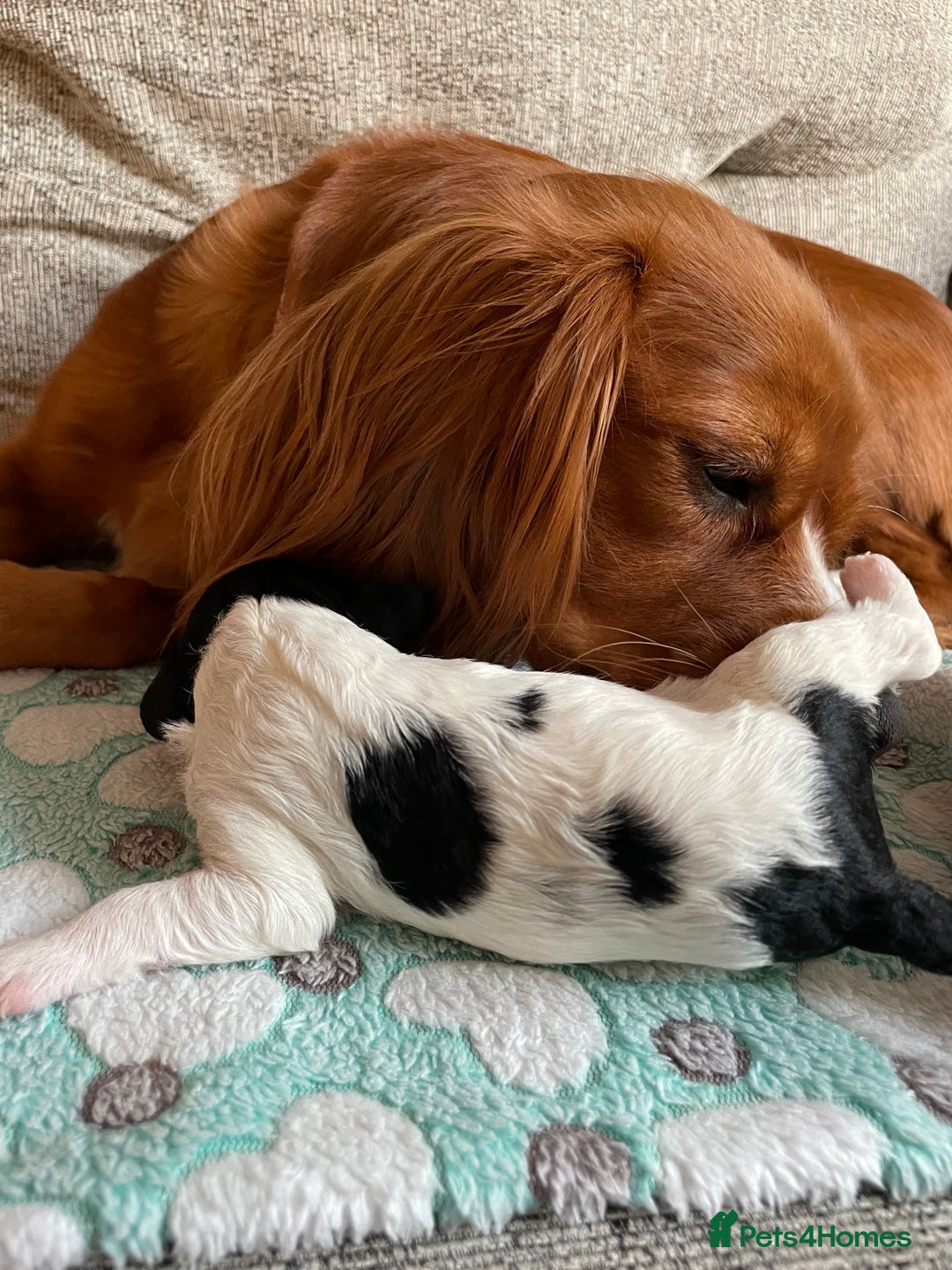 Cavapoo dogs for sale: BEAUTIFUL Toy Cavapoos! - Image 16