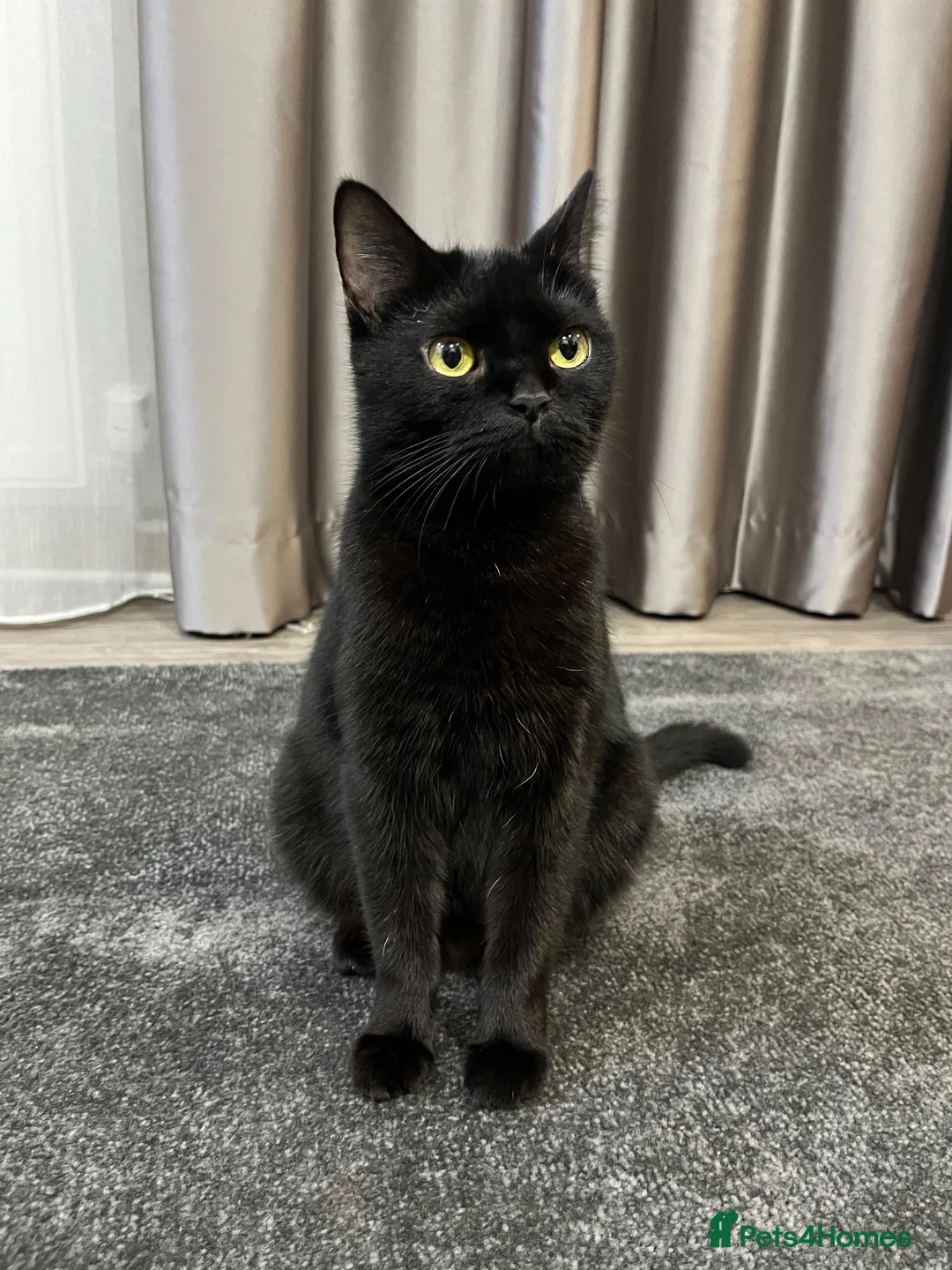 Mixed Breed cats for sale: 2 kittens for sale  in Manchester - Advert 2