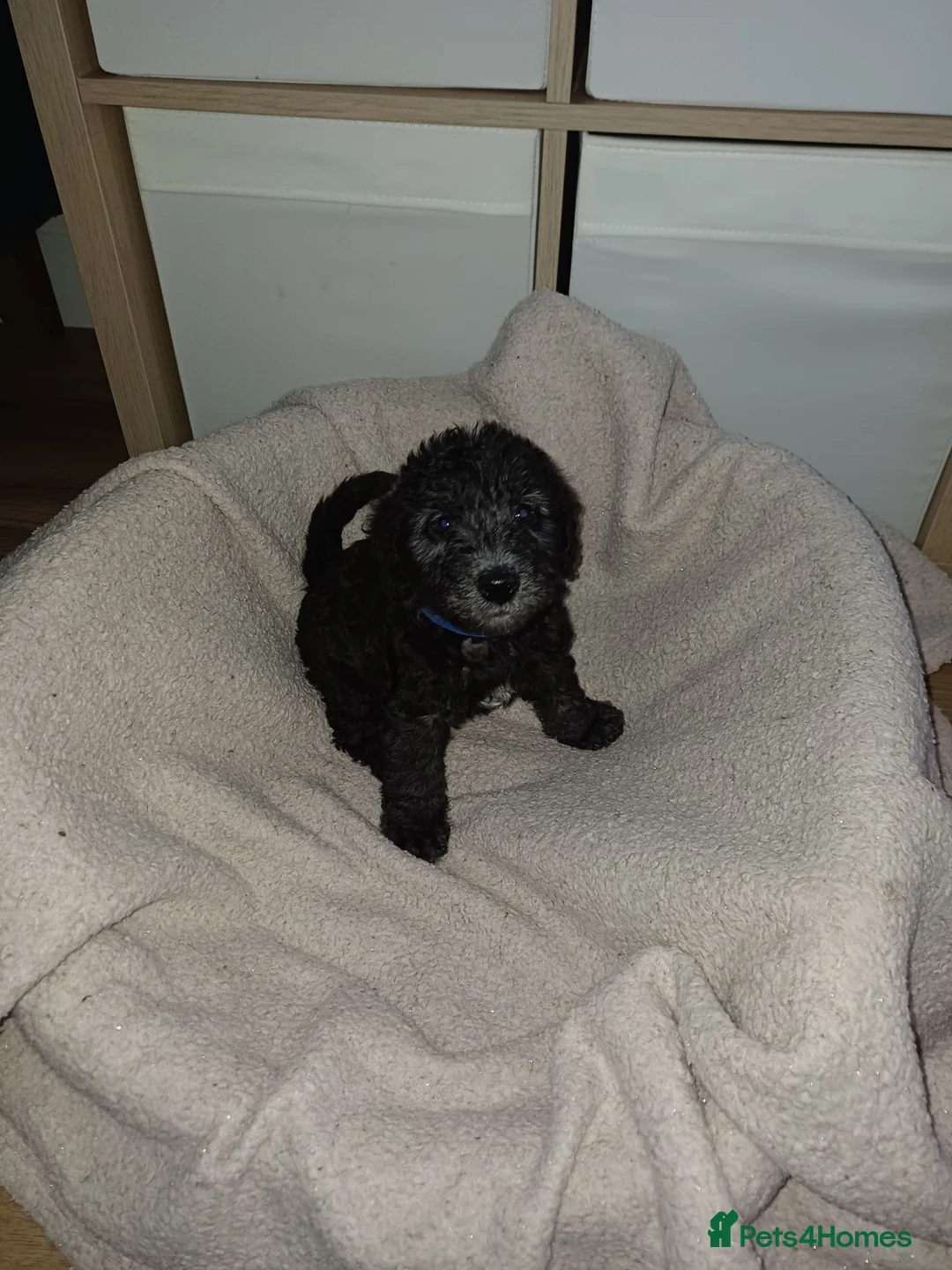 Mixed Breed dogs for sale: Bedlington x Whippet Puppies  - Advert 10