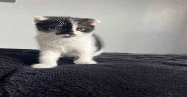 Scottish Fold cats - Advert 5