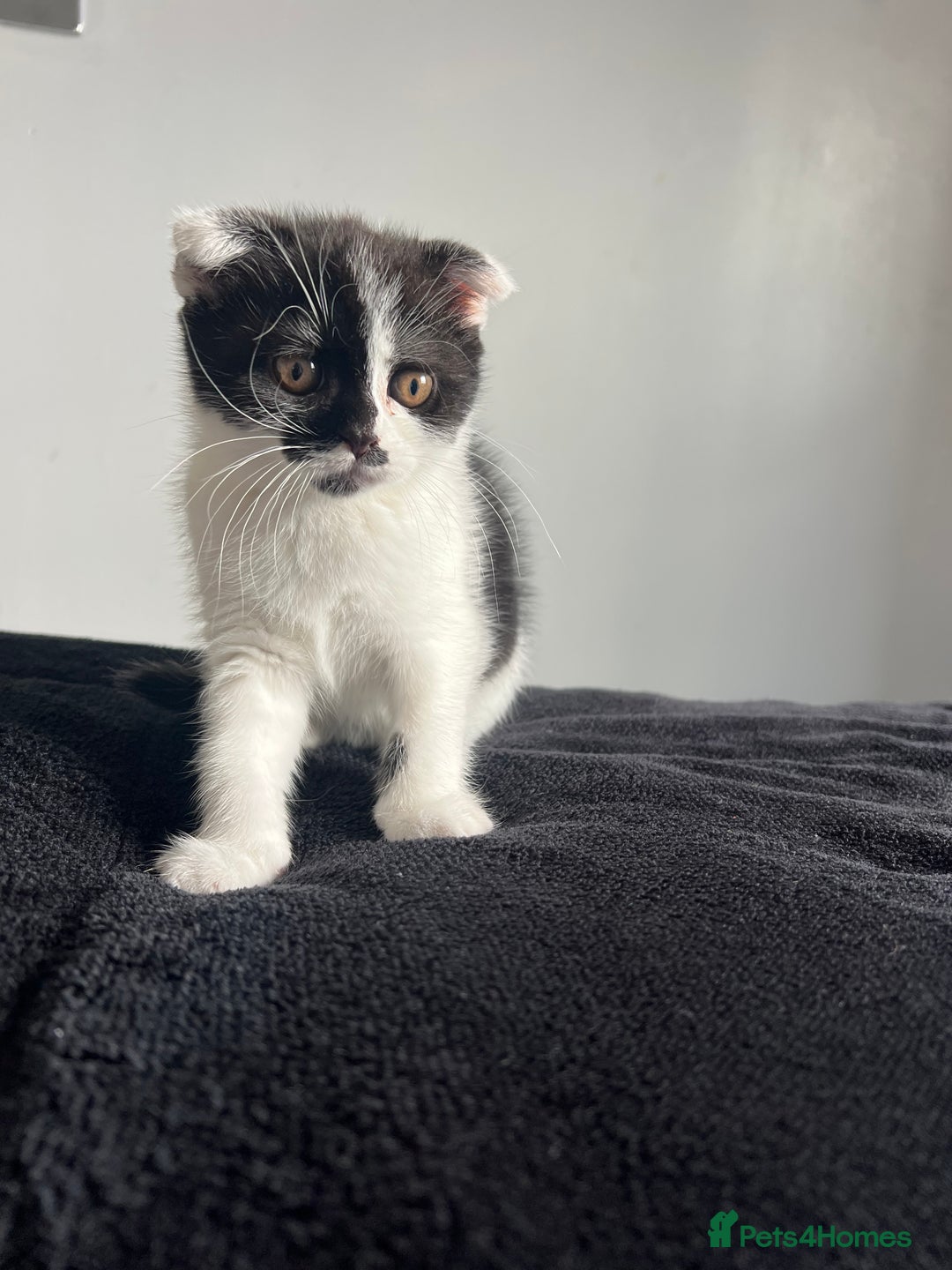 Scottish Fold cats for sale: Scottish Fold  - Image 2