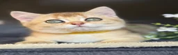 British Shorthair cats for sale: British sh blue golden adorable kittens GCCF  - Advert 11