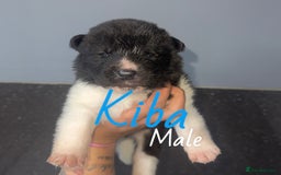 Akita dogs for sale: Akita pups  - Image 10