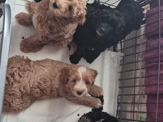 Cockapoo dogs - Advert 15