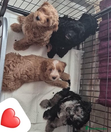 Cockapoo dogs - Advert 11