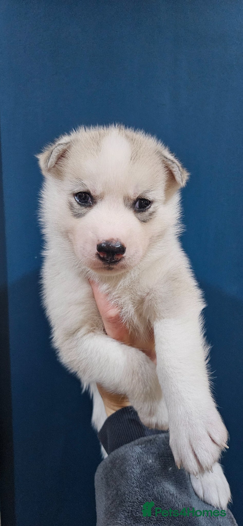 Siberian Husky dogs Stunning health tested Siberian husky puppies - Advert 1