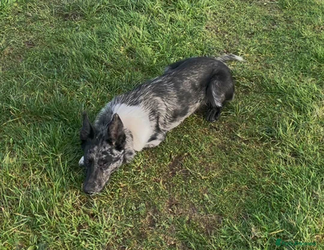 Border Collie dogs for sale: Beautiful Blue Merle Border Collie - Advert 2