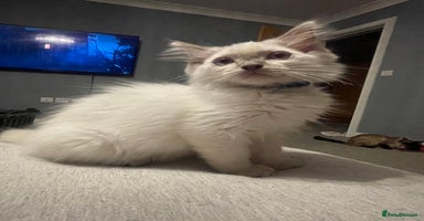 Ragdoll cats - Advert 16