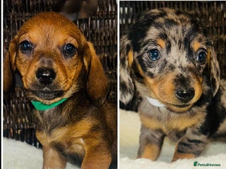 Miniature Dachshund dogs - Advert 5