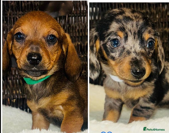 Miniature Dachshund dogs - Advert 4