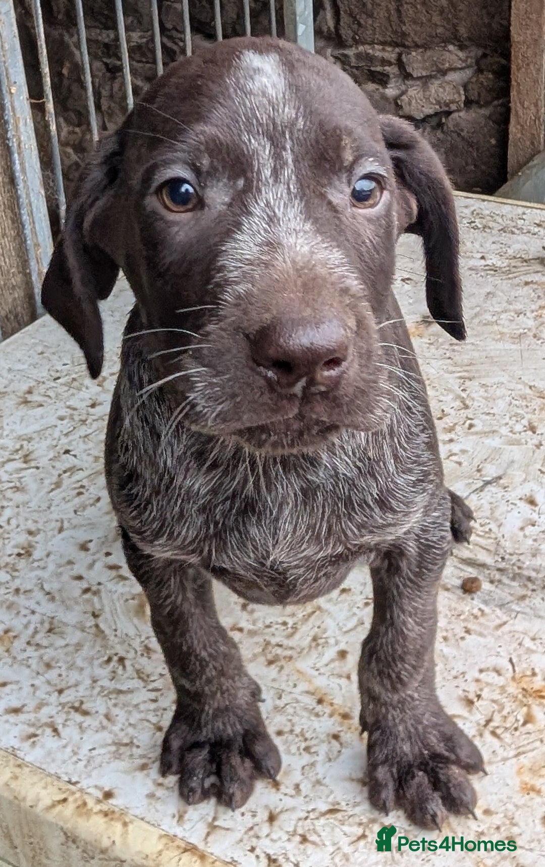 German Wirehaired Pointer dogs for sale: German Wirehaired Pointer Pups - Advert 5