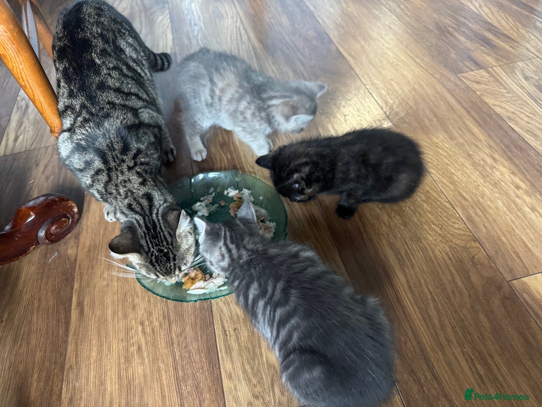 Mixed Breed cats for sale: Kittens (£250-£80) - Image 26