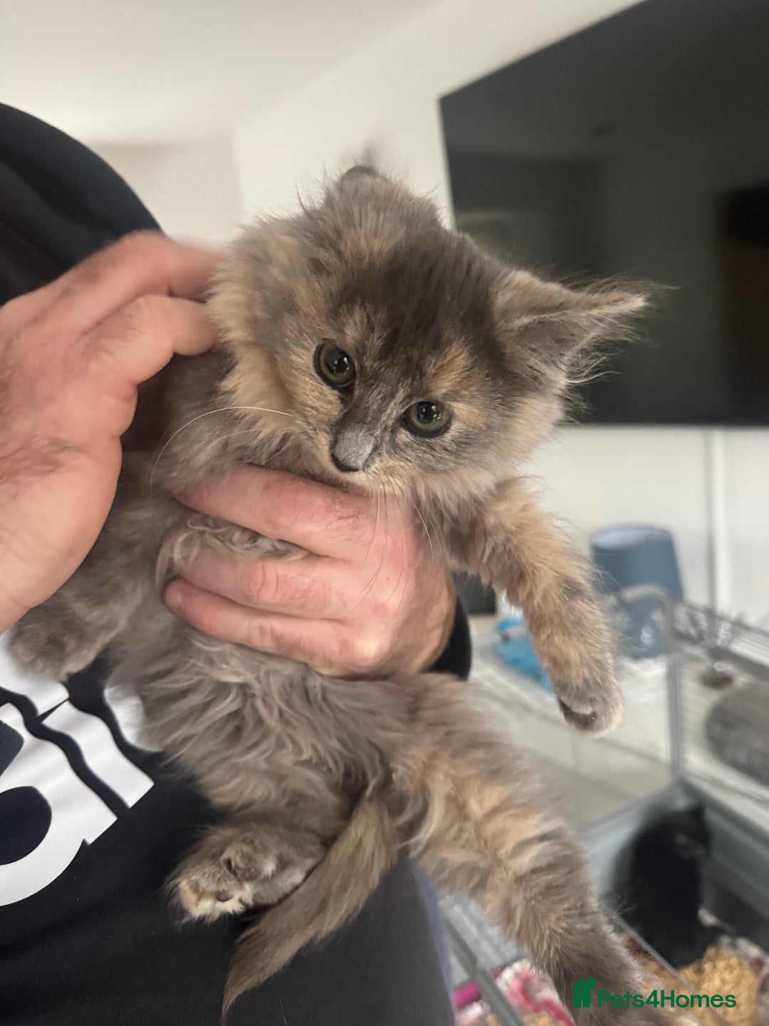 Mixed Breed cats for sale: Two beautiful kittens - Advert 4