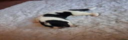 Newfoundland dogs for sale: Landseer Newfoundland Puppies - Advert 23