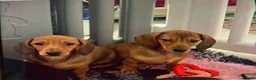 Dachshund dogs for sale: KC Miniature Smooth haired Dachshund  in Middlesbrough - Advert 7