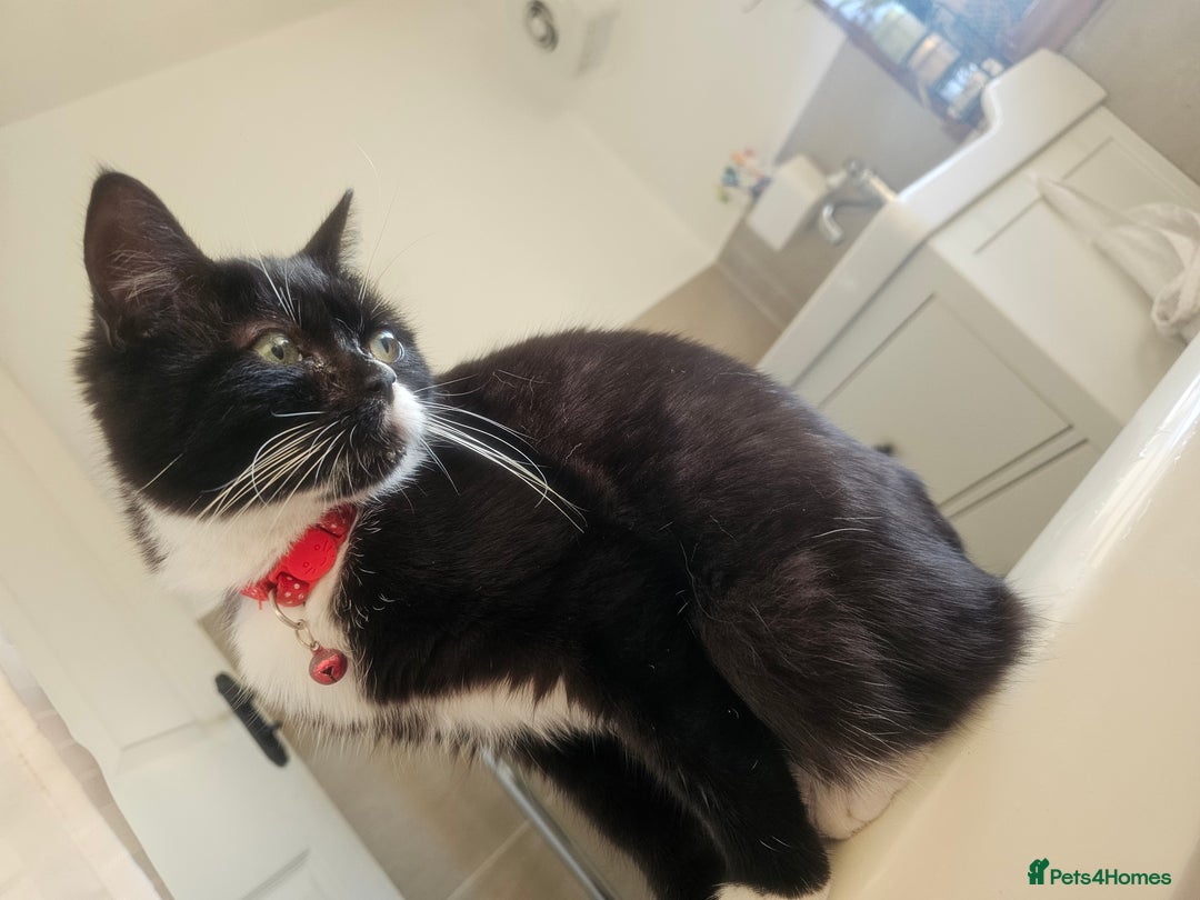 Mixed Breed cats for sale: 4 kittens looking for forever homes - Image 15