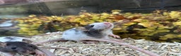 Rat rodents for sale: Beautiful baby full size and dwarf rats ready 9Dec - Advert 8