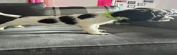 English Springer Spaniel dogs for sale: English Springer Spaniel  - Advert 6