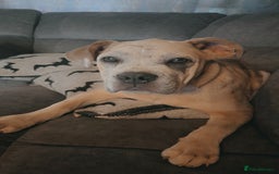 Mixed Breed dogs for sale: Cane corso cross - Image 2
