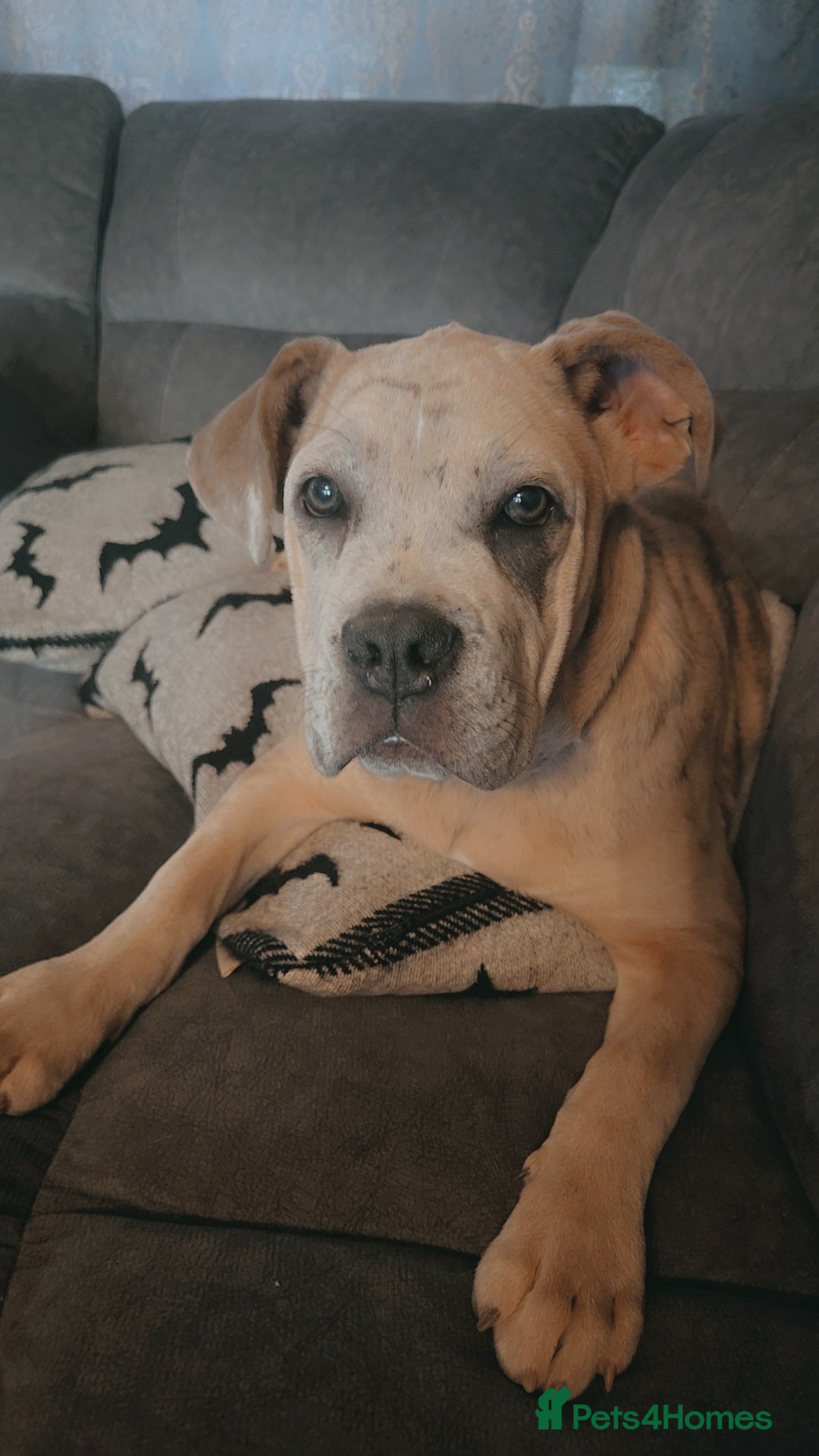 Mixed Breed dogs for sale: Cane corso cross - Image 2