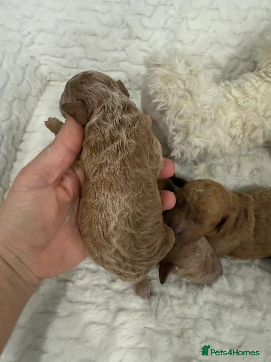 Miniature Poodle dogs for sale: 4 beautiful abstract boys available.  - Advert 8