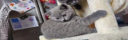 British Shorthair cats for sale: 4 lovely British shorthair kittens - Advert 17