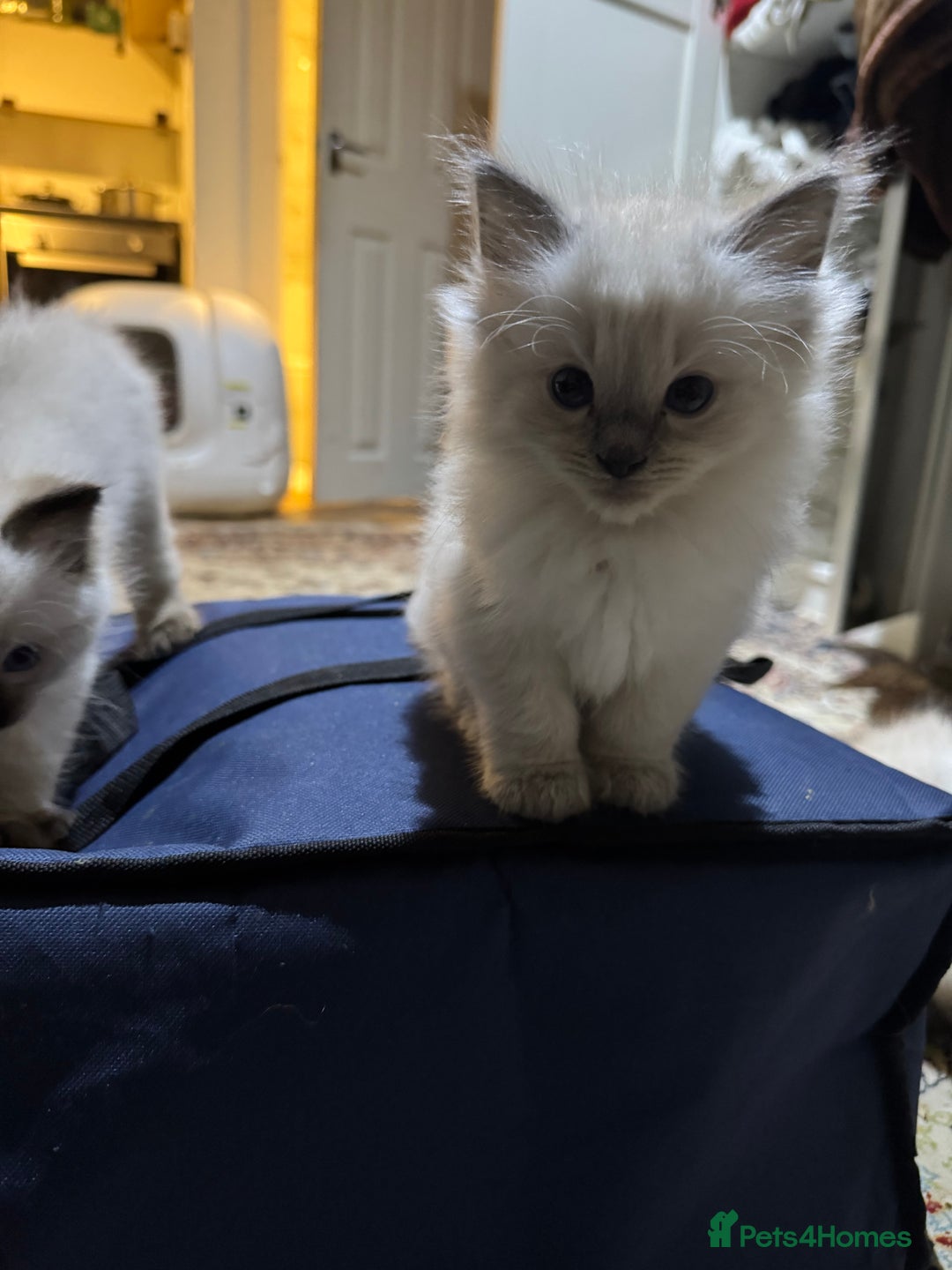 Ragdoll cats for sale: Pure Ragdoll Kittens – 8 Weeks Old–Ready in 2 Days - Advert 8