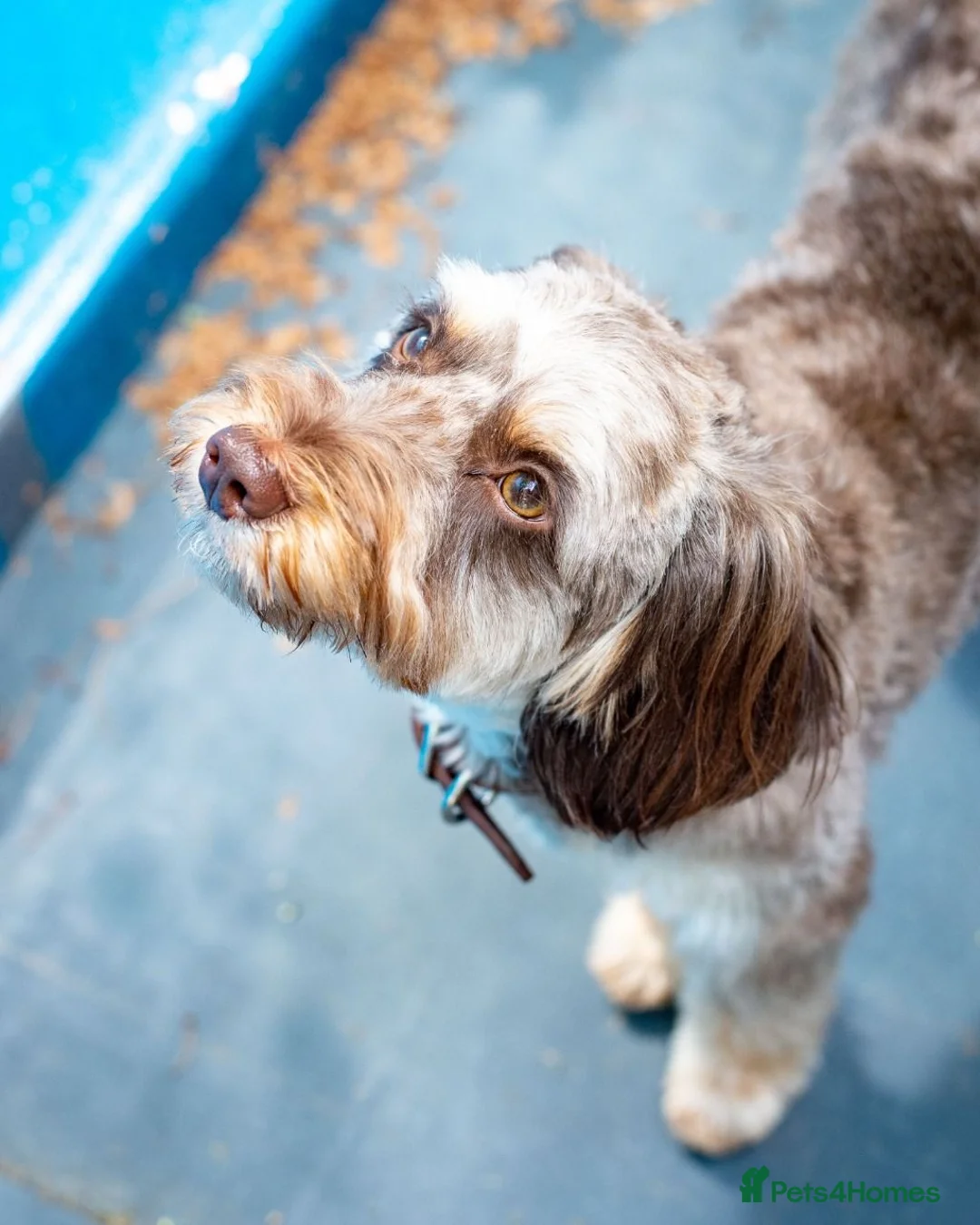 Cockapoo dogs for stud: Ross  - Advert 1