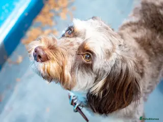 Cockapoo dogs Ross - Advert 1