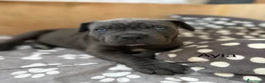 Cane Corso Puppy 2