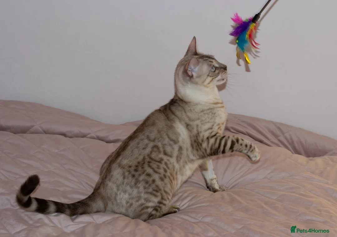 Bengal cats for sale: Retired Queen Looking for a Loving Home - Advert 4