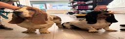 Basset Hound dogs for sale: KC bassets now ready to leave  - Advert 4