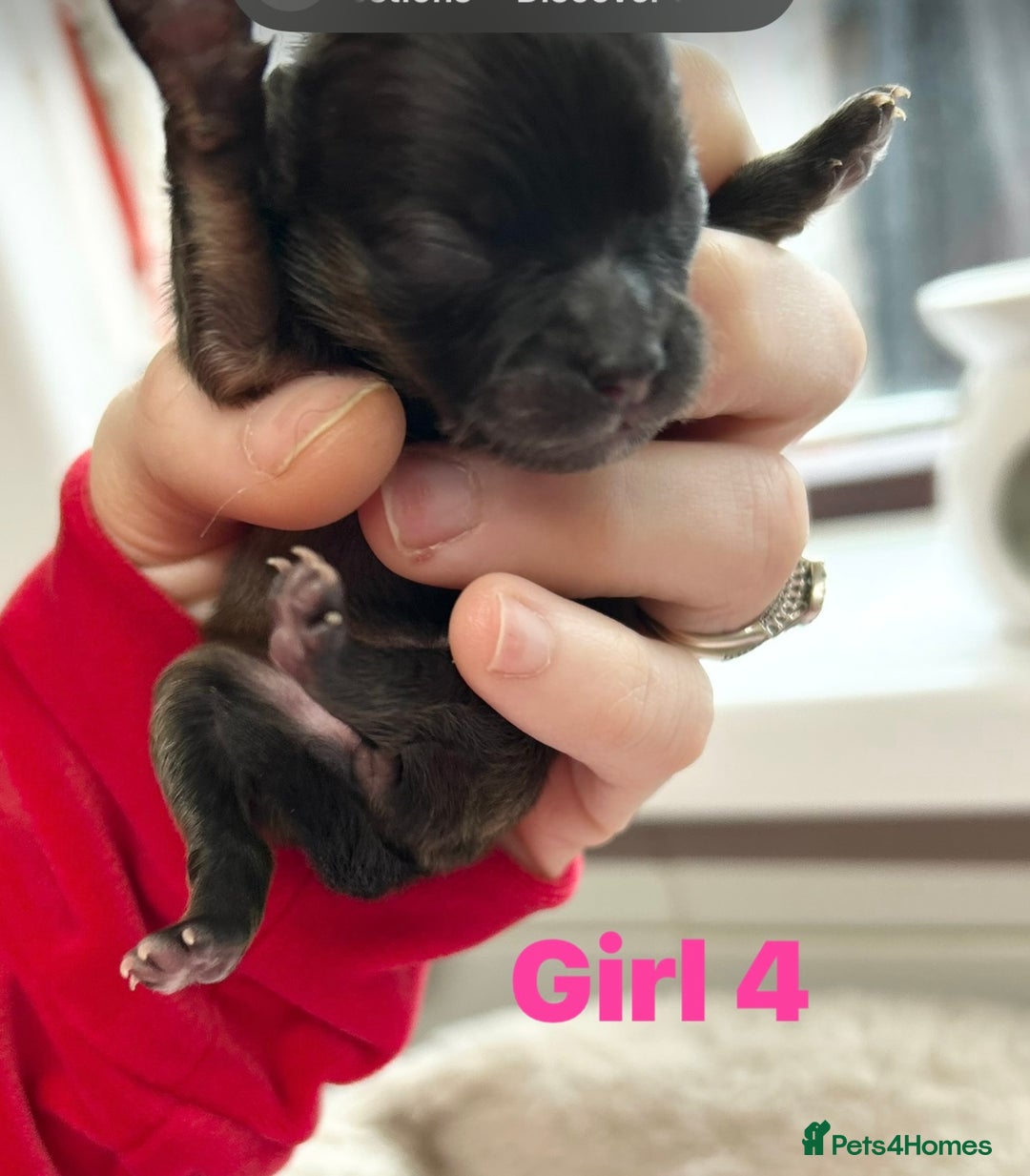 Pomeranian dogs for sale: Purebred fluffy Pomeranian puppies mum Russian! - Advert 15