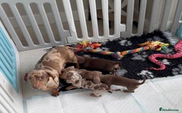 Miniature Dachshund dogs for sale: Miniature smooth dachshunds ready 12th November  - Image 2