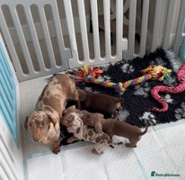 Miniature Dachshund dogs - Advert 2