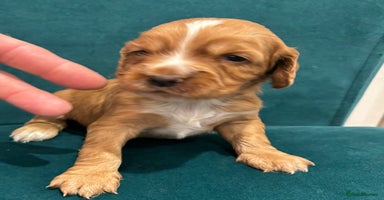 Cocker Spaniel dogs - Advert 5