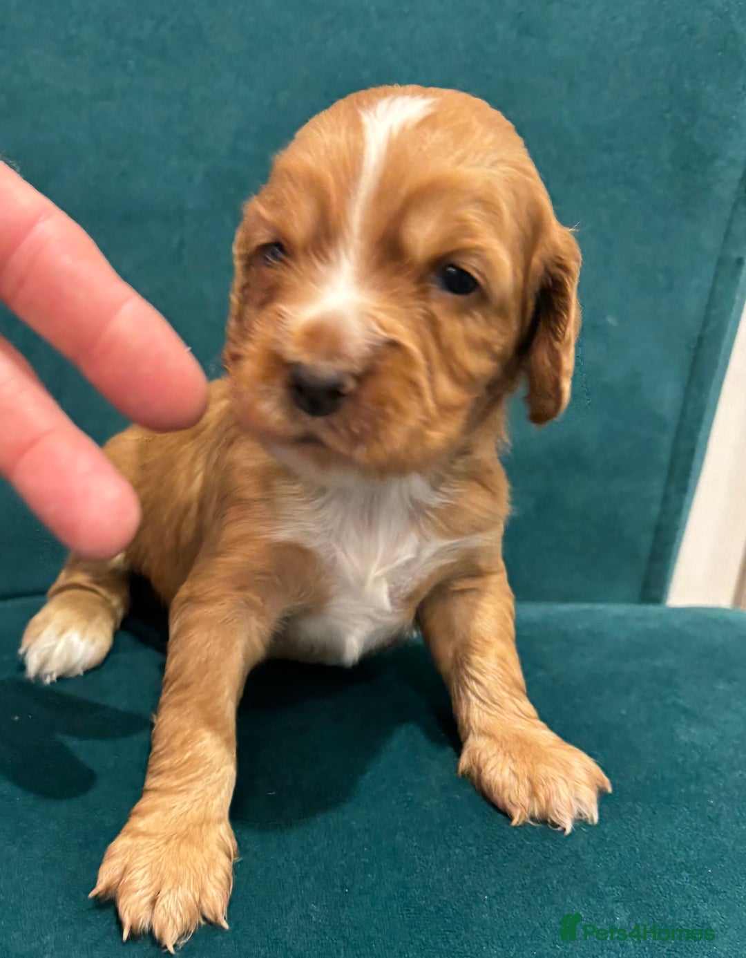 Cocker Spaniel dogs for sale: Working cocker spaniels - Image 3