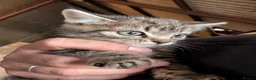 Mixed Breed cats for sale: Kittens for sale  - Advert 3