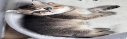 Scottish Fold cats for sale: 💎 Beautiful Pedigree Scottish Straight Kittens 😻 - Advert 4