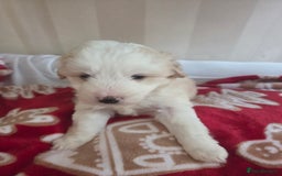 Bordoodle dogs for sale: F2 Bordoodle puppies - Image 7