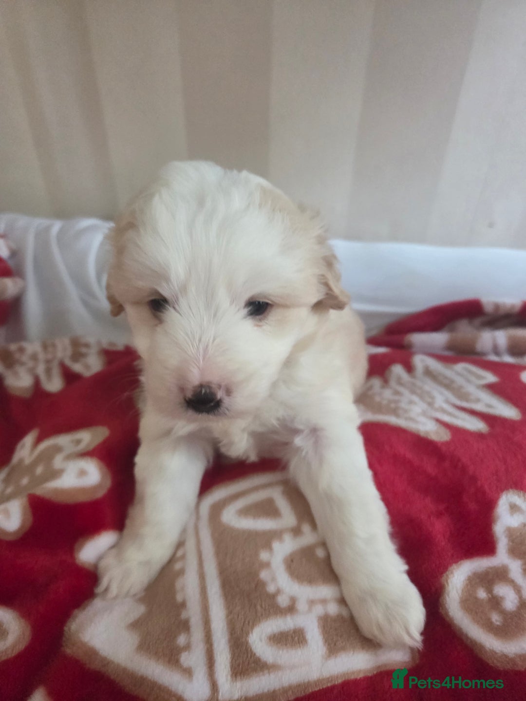 Bordoodle dogs for sale: F2 Bordoodle puppies - Image 7