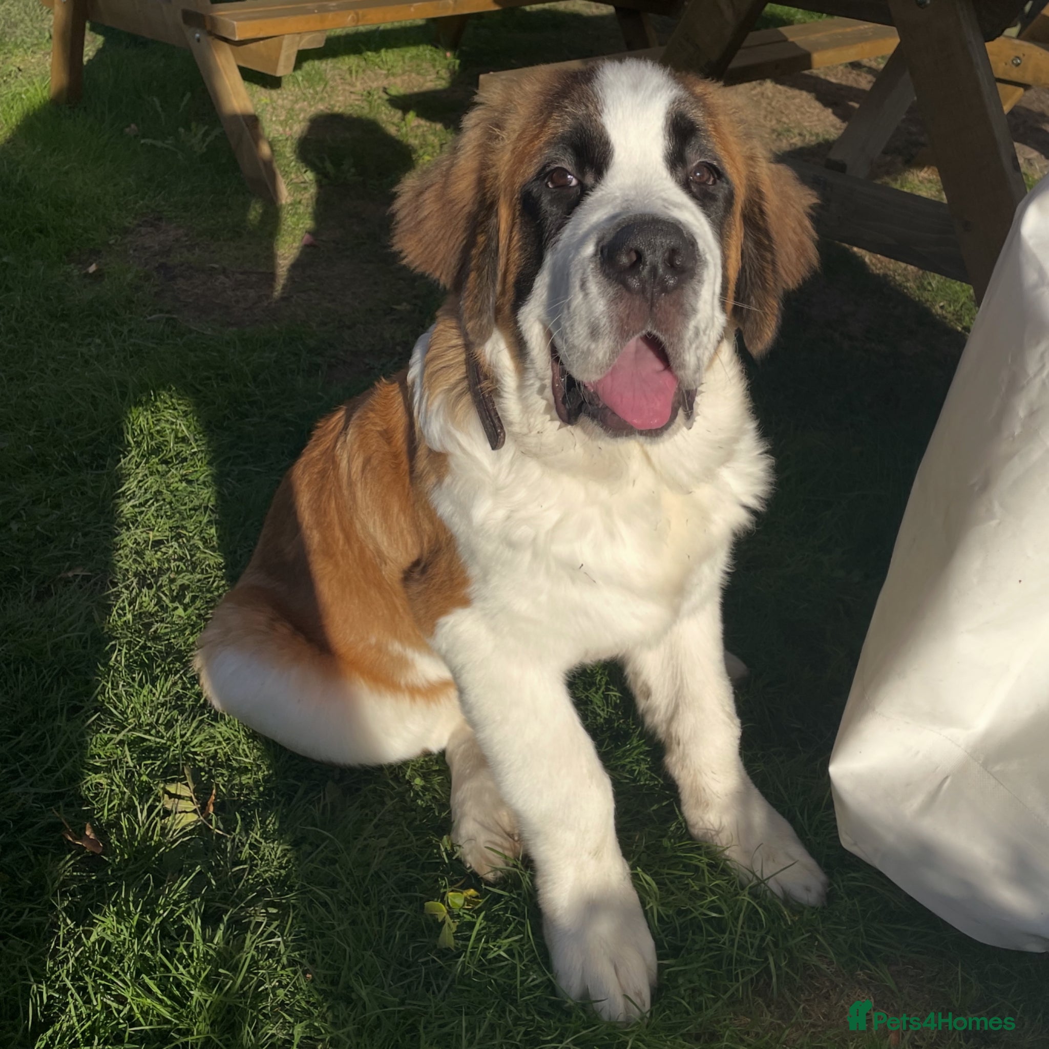 Saint Bernard dogs Beautiful St Bernard Male 1 year old - Advert 2