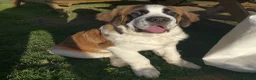 Saint Bernard dogs for sale: Beautiful St Bernard Male 1 year old in Tenbury Wells - Advert 1