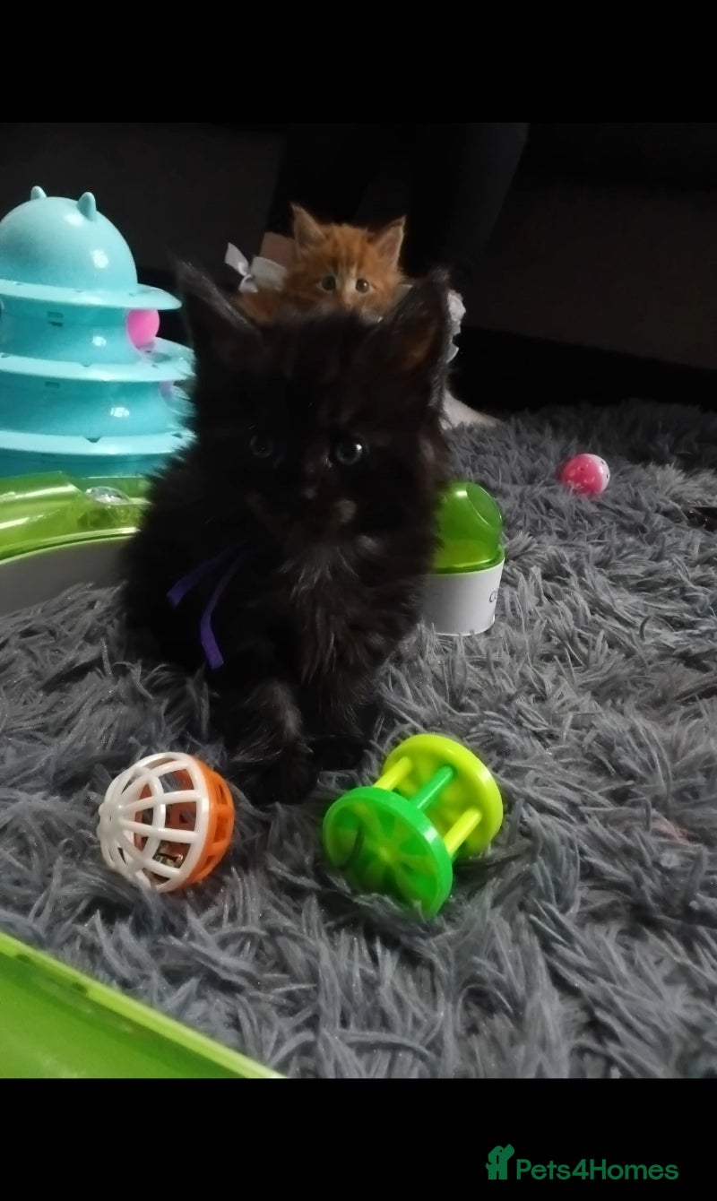 Maine Coon cats Stunning mainecoon kittens available  - Advert 5