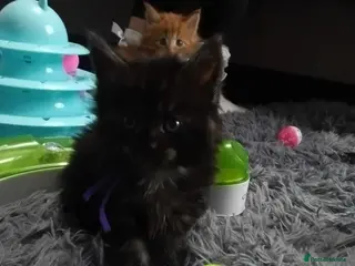 Maine Coon cats Stunning mainecoon kittens available - Advert 5