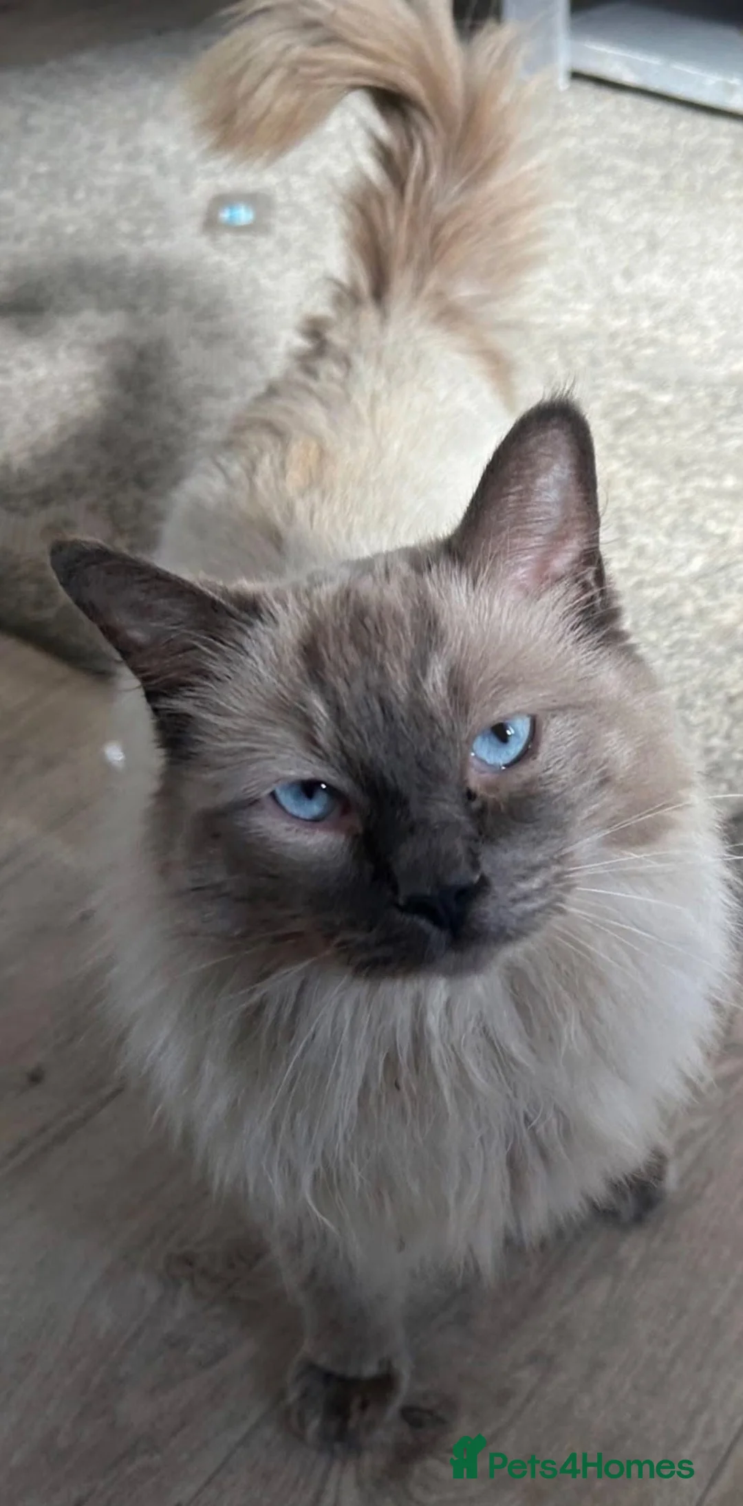Ragdoll cats for sale: Beautiful male ragdoll cat - Advert 2